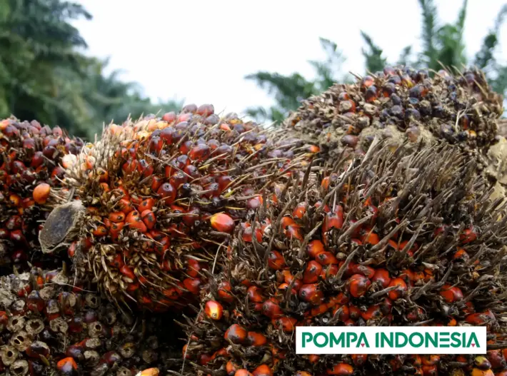 pompaindonesia buah kebun sawit