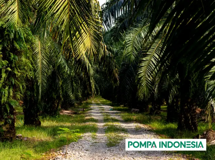 Pompaindonesia Perkebunan Sawit 710x527